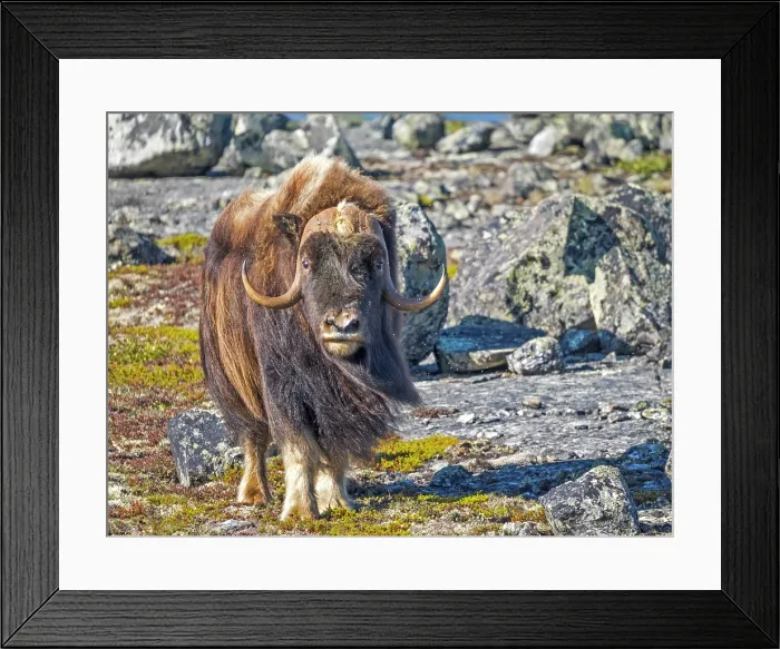 Framed Print : Muskox (Ovibos moschatus), Nunavik, Quebec, Canada Framed Print : Muskox (Ovibos moschatus), Nunavik, Quebec, Canada