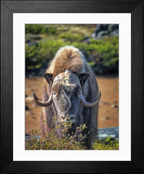 Framed Print : Muskox (Ovibos moschatus), Nunavik, Quebec, Canada Framed Print : Muskox (Ovibos moschatus), Nunavik, Quebec, Canada