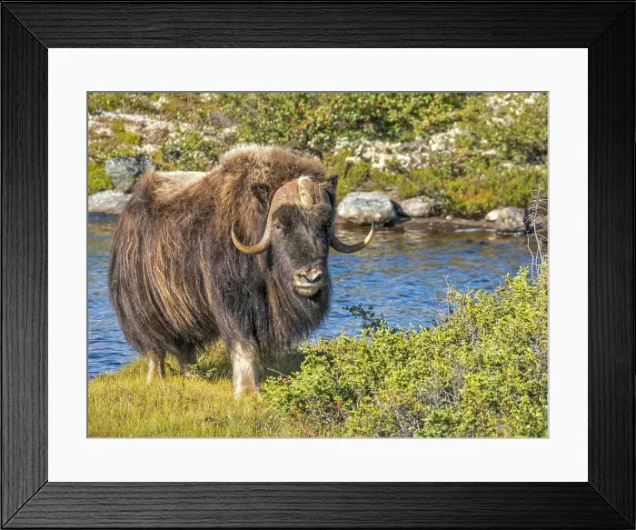 Framed Print : Muskox (Ovibos moschatus), Nunavik, Quebec, Canada Framed Print : Muskox (Ovibos moschatus), Nunavik, Quebec, Canada