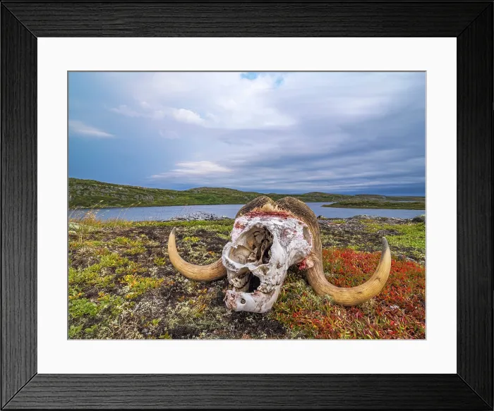 Framed Print : Muskox skull on the tundra, Nunavik, Quebec, Canada Framed Print : Muskox skull on the tundra, Nunavik, Quebec, Canada
