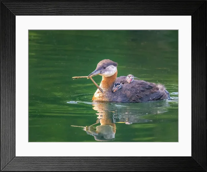 Framed Print : Red-necked Grebe (Podiceps grisegena) with chicks, Humber Bay Park West, Toronto, Ontario, Canada Framed Print : Red-necked Grebe (Podiceps grisegena) with chicks, Humber Bay Park West, Toronto, Ontario, Canada