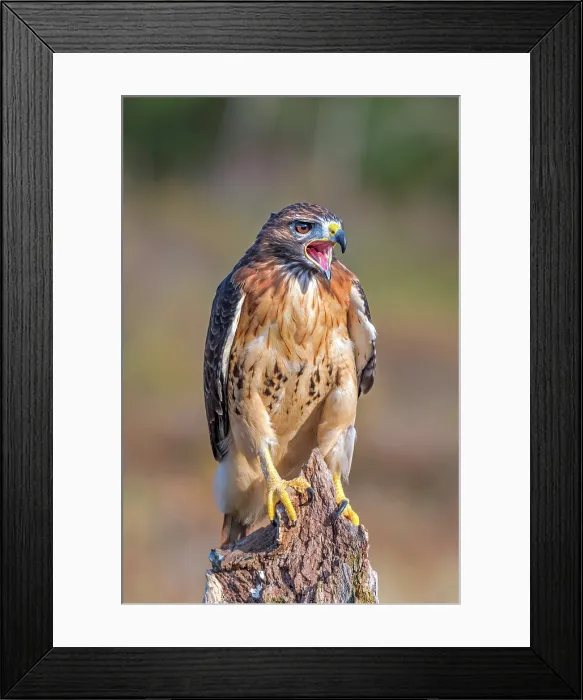 Framed Print : Red-tailed Hawk (Buteo jamaicensis), captive bred, Simcoe, Ontario, Canada Framed Print : Red-tailed Hawk (Buteo jamaicensis), captive bred, Simcoe, Ontario, Canada
