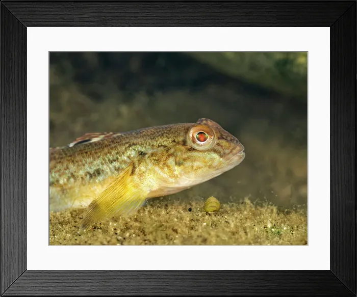 Framed Print : Round Goby (Neogobius melanostomus), Otonobee River, Peterborough, Ontario, Canada Framed Print : Round Goby (Neogobius melanostomus), Otonobee River, Peterborough, Ontario, Canada