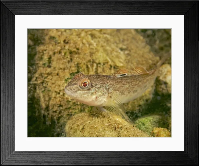 Framed Print : Round Goby (Neogobius melanostomus), Otonobee River, Peterborough, Ontario, Canada Framed Print : Round Goby (Neogobius melanostomus), Otonobee River, Peterborough, Ontario, Canada