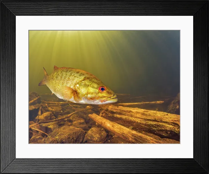 Framed Print : Smallmouth Bass (Micropterus dolomieu) in Eels Creek, Harcourt, Ontario, Canada