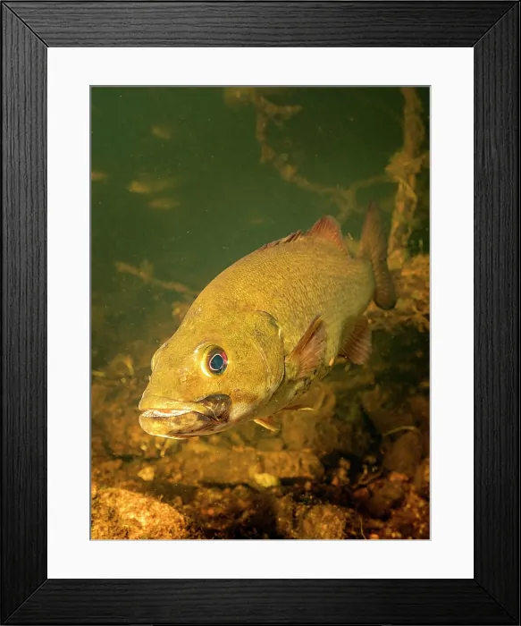 Framed Print : Smallmouth Bass (Micropterus dolomieu) with blotchy bass syndrome in Eels Creek, Harcourt, Ontario, Canada