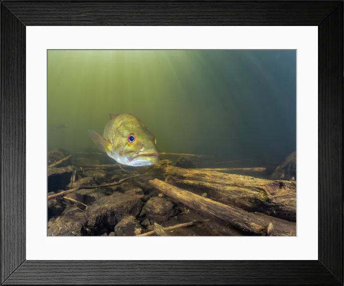 Framed Print : Smallmouth Bass (Micropterus dolomieu) in Eels Creek, Harcourt, Ontario, Canada