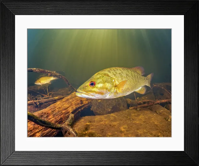Framed Print : Smallmouth Bass (Micropterus dolomieu) in Eels Creek, Harcourt, Ontario, Canada Framed Print : Smallmouth Bass (Micropterus dolomieu) in Eels Creek, Harcourt, Ontario, Canada