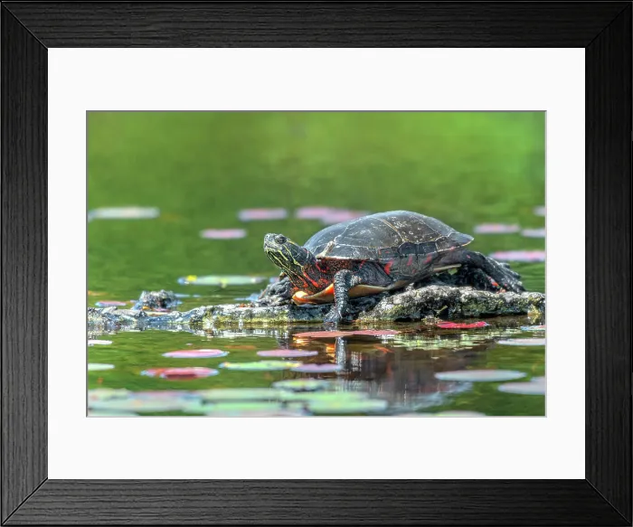 Framed Print : Eastern Painted Turtle (Chrysemys picta), Algonquin Provincial Park, Ontario, Canada Framed Print : Eastern Painted Turtle (Chrysemys picta), Algonquin Provincial Park, Ontario, Canada