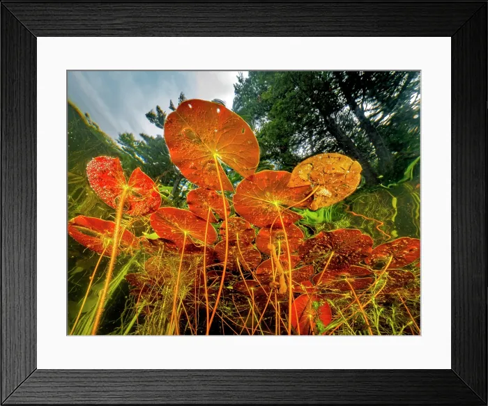 Framed Print : Water Lilies in Eels Creek as seen from below the surface near Harcourt, Ontario, Canada Framed Print : Water Lilies in Eels Creek as seen from below the surface near Harcourt, Ontario, Canada
