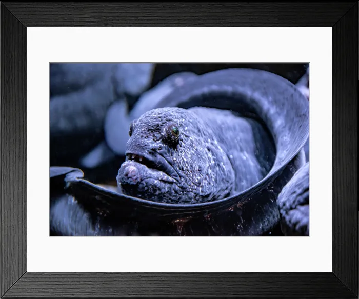 Framed Print : Wolf Eel (Anarrhichthys ocellatus) - captive, Toronto, Ontario, Canada Framed Print : Wolf Eel (Anarrhichthys ocellatus) - captive, Toronto, Ontario, Canada