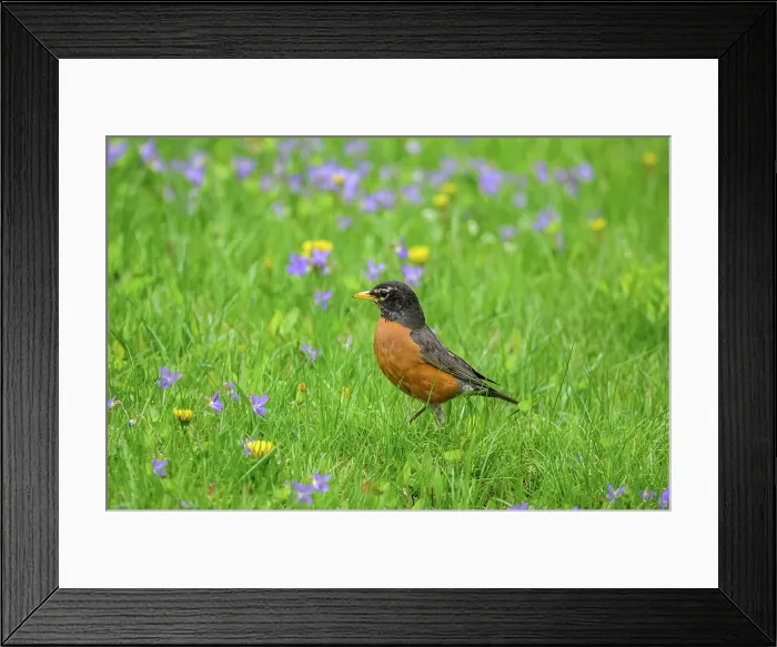 Framed Print : American robin (Turdus migratorius), Greater Sudbury, Ontario, Canada Framed Print : American robin (Turdus migratorius), Greater Sudbury, Ontario, Canada