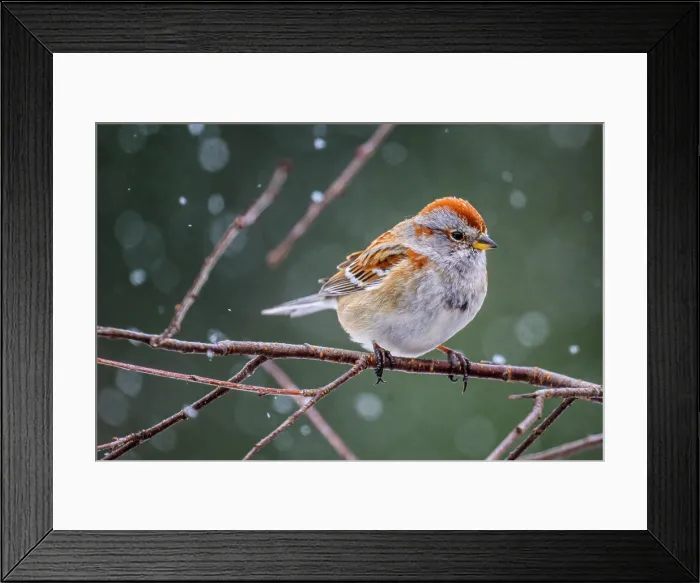 Framed Print : American tree sparrow (Spizella arborea), Greater Sudbury, Ontario, Canada Framed Print : American tree sparrow (Spizella arborea), Greater Sudbury, Ontario, Canada