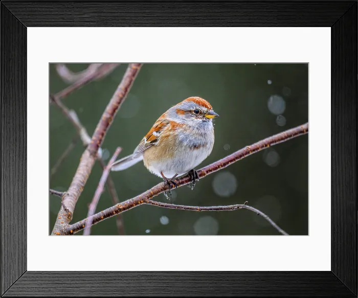 Framed Print : American tree sparrow (Spizella arborea), Greater Sudbury, Ontario, Canada Framed Print : American tree sparrow (Spizella arborea), Greater Sudbury, Ontario, Canada
