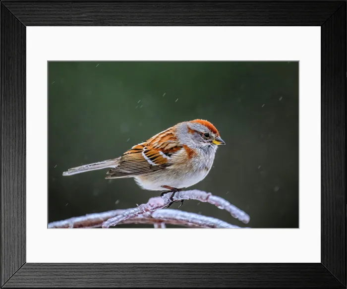 Framed Print : American tree sparrow (Spizella arborea), Greater Sudbury, Ontario, Canada
