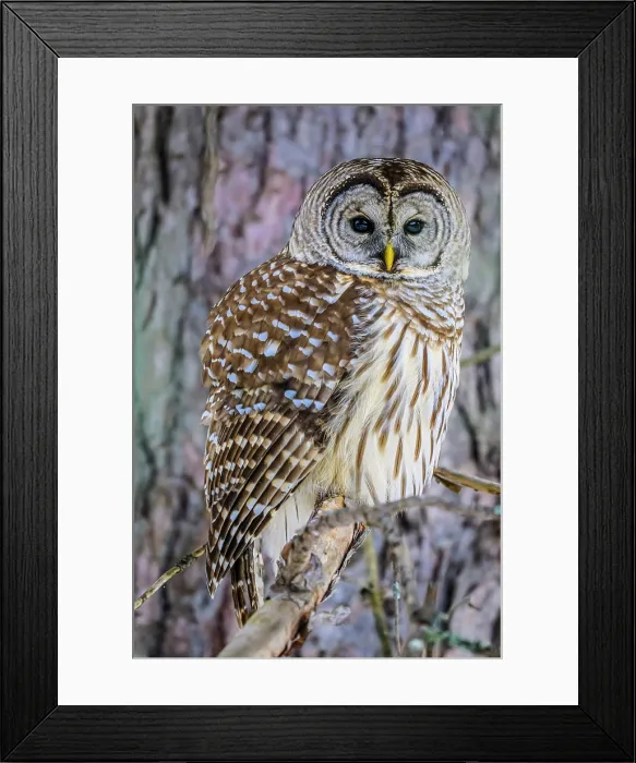 Framed Print : Barred owl (Strix varia), Greater Sudbury, Ontario, Canada