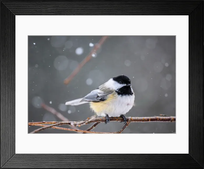 Framed Print : Black capped chickadee (Poecile atricapillus), Greater Sudbury, Ontario, Canada Framed Print : Black capped chickadee (Poecile atricapillus), Greater Sudbury, Ontario, Canada