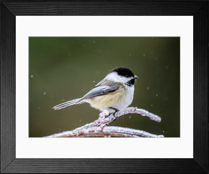 Framed Print : Black capped chickadee (Poecile atricapillus), Greater Sudbury, Ontario, Canada Framed Print : Black capped chickadee (Poecile atricapillus), Greater Sudbury, Ontario, Canada