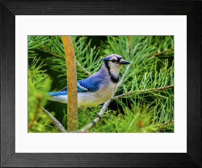 Framed Print : Blue jay (Cyanocitta cristata), Greater Sudbury, Ontario, Canada
