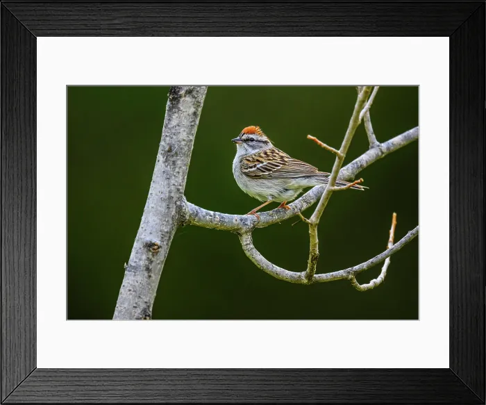 Framed Print : Chipping sparrow (Spizella passerina), Greater Sudbury, Ontario, Canada Framed Print : Chipping sparrow (Spizella passerina), Greater Sudbury, Ontario, Canada