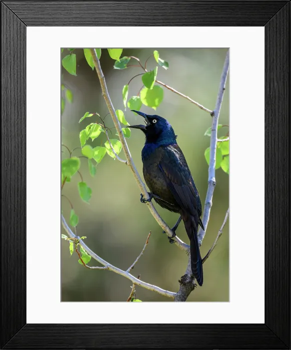 Framed Print : Common grackle (Quiscalus quiscula), Greater Sudbury, Ontario, Canada Framed Print : Common grackle (Quiscalus quiscula), Greater Sudbury, Ontario, Canada