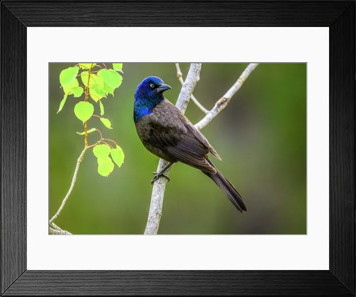 Framed Print : Common grackle (Quiscalus quiscula), Greater Sudbury, Ontario, Canada Framed Print : Common grackle (Quiscalus quiscula), Greater Sudbury, Ontario, Canada
