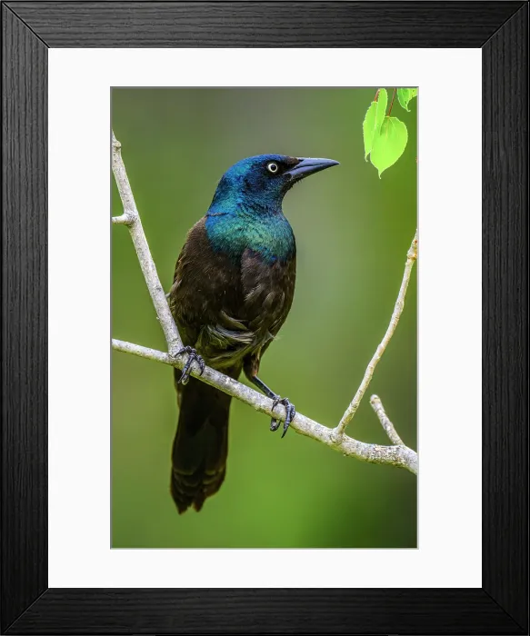 Framed Print : Common grackle (Quiscalus quiscula), Greater Sudbury, Ontario, Canada Framed Print : Common grackle (Quiscalus quiscula), Greater Sudbury, Ontario, Canada