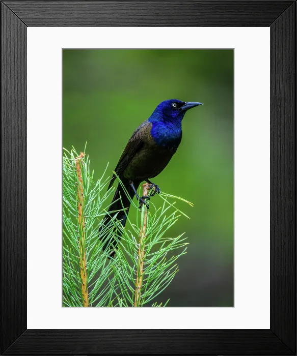 Framed Print : Common grackle (Quiscalus quiscula), Greater Sudbury, Ontario, Canada Framed Print : Common grackle (Quiscalus quiscula), Greater Sudbury, Ontario, Canada