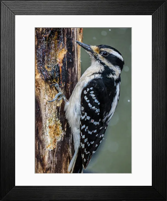 Framed Print : Hairy woodpecker (Picoides villosus) Female, Greater Sudbury, Ontario, Canada Framed Print : Hairy woodpecker (Picoides villosus) Female, Greater Sudbury, Ontario, Canada