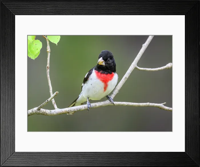 Framed Print : Male, Greater Sudbury, Ontario, Canada Framed Print : Male, Greater Sudbury, Ontario, Canada