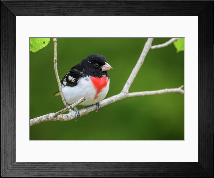 Framed Print : Male, Greater Sudbury, Ontario, Canada Framed Print : Male, Greater Sudbury, Ontario, Canada