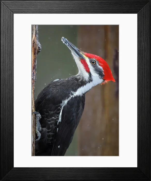 Framed Print : Pileated woodpecker (Dryocopus pileatus) Male, Greater Sudbury, Ontario, Canada Framed Print : Pileated woodpecker (Dryocopus pileatus) Male, Greater Sudbury, Ontario, Canada