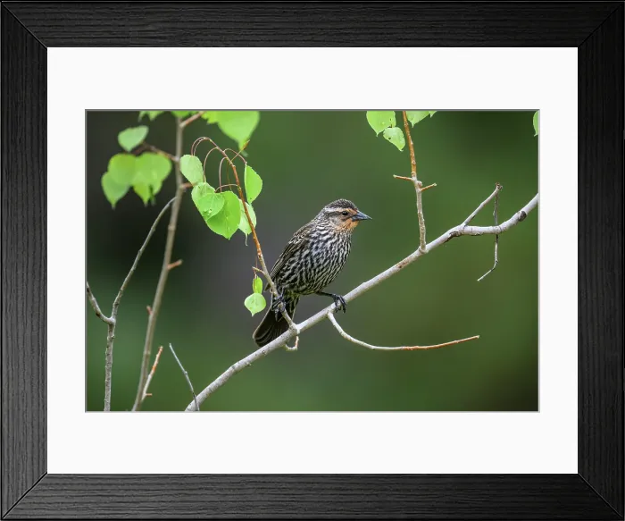 Framed Print : Red-winged blackbird (Agelaius phoeniceus), Greater Sudbury, Ontario, Canada Framed Print : Red-winged blackbird (Agelaius phoeniceus), Greater Sudbury, Ontario, Canada