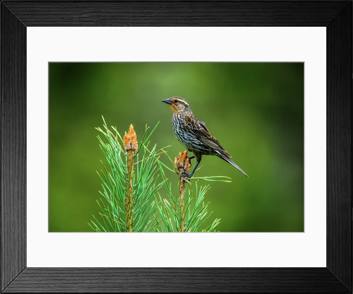 Framed Print : Red-winged blackbird (Agelaius phoeniceus), Greater Sudbury, Ontario, Canada Framed Print : Red-winged blackbird (Agelaius phoeniceus), Greater Sudbury, Ontario, Canada
