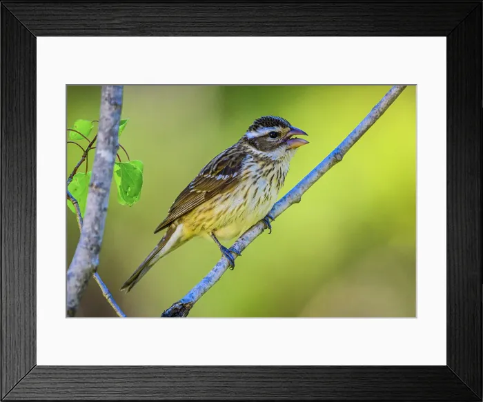 Framed Print : Rose-breasted grosbeak (Pheucticus ludovicianus), Greater Sudbury, Ontario, Canada Framed Print : Rose-breasted grosbeak (Pheucticus ludovicianus), Greater Sudbury, Ontario, Canada