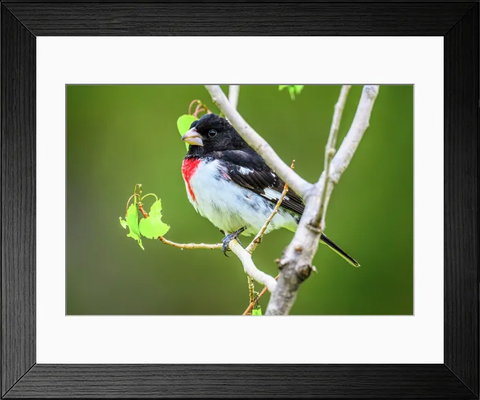 Framed Print : Rose-breasted grosbeak (Pheucticus ludovicianus), Greater Sudbury, Ontario, Canada