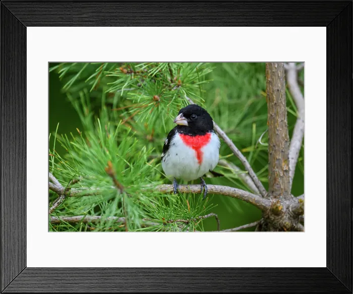 Framed Print : Rose-breasted grosbeak (Pheucticus ludovicianus), Greater Sudbury, Ontario, Canada