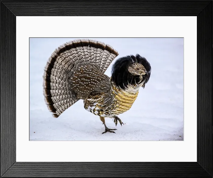 Framed Print : Ruffed grouse (Bonasa umbellus) Male displaying in early spring, Greater Sudbury, Ontario, Canada Framed Print : Ruffed grouse (Bonasa umbellus) Male displaying in early spring, Greater Sudbury, Ontario, Canada