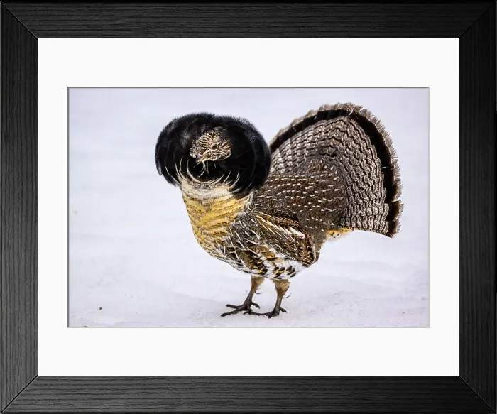 Framed Print : Ruffed grouse (Bonasa umbellus) Male displaying in early spring, Greater Sudbury, Ontario, Canada Framed Print : Ruffed grouse (Bonasa umbellus) Male displaying in early spring, Greater Sudbury, Ontario, Canada