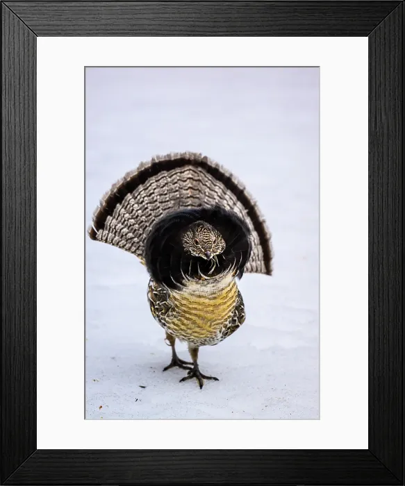 Framed Print : Ruffed grouse (Bonasa umbellus) Male displaying in early spring, Greater Sudbury, Ontario, Canada Framed Print : Ruffed grouse (Bonasa umbellus) Male displaying in early spring, Greater Sudbury, Ontario, Canada