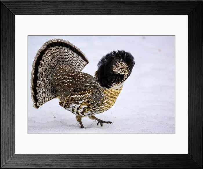 Framed Print : Ruffed grouse (Bonasa umbellus) Male displaying in early spring, Greater Sudbury, Ontario, Canada Framed Print : Ruffed grouse (Bonasa umbellus) Male displaying in early spring, Greater Sudbury, Ontario, Canada