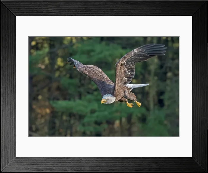 Framed Print : Bald Eagle (Haliaeetus leucocephalus) - captive bred Framed Print : Bald Eagle (Haliaeetus leucocephalus) - captive bred