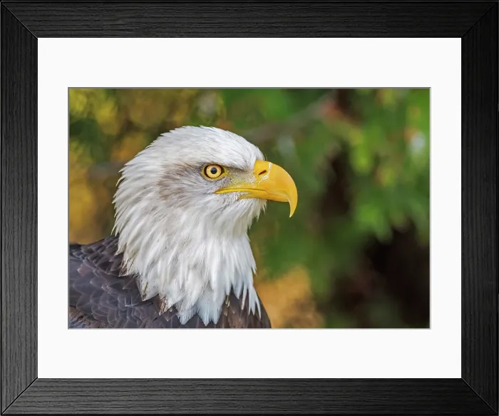 Framed Print : Bald Eagle (Haliaeetus leucocephalus) - captive bred Framed Print : Bald Eagle (Haliaeetus leucocephalus) - captive bred
