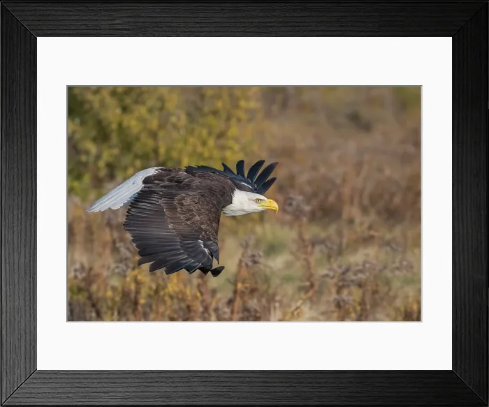 Framed Print : Bald Eagle (Haliaeetus leucocephalus) - captive bred Framed Print : Bald Eagle (Haliaeetus leucocephalus) - captive bred