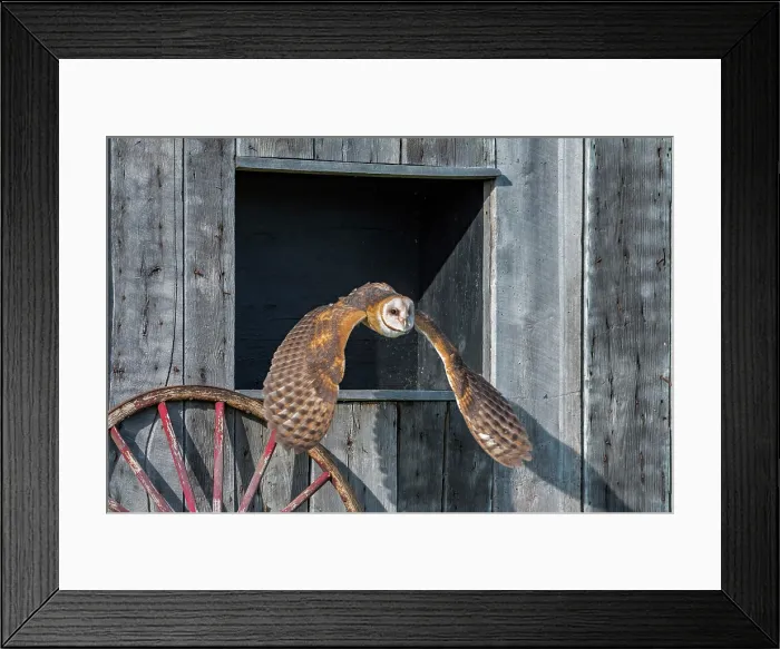 Framed Print : Barn Owl (Tyto alba) - captive bred Framed Print : Barn Owl (Tyto alba) - captive bred