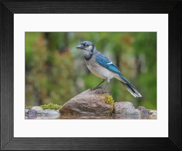 Framed Print : Blue Jay (Cyanocitta cristata) in light rain beside pond, Thornton, Ontario, Canada Framed Print : Blue Jay (Cyanocitta cristata) in light rain beside pond, Thornton, Ontario, Canada