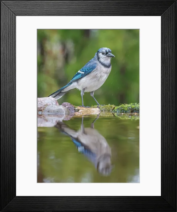 Framed Print : Blue Jay (Cyanocitta cristata) in light rain beside pond, Thornton, Ontario, Canada Framed Print : Blue Jay (Cyanocitta cristata) in light rain beside pond, Thornton, Ontario, Canada