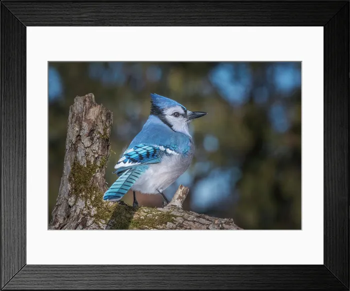 Framed Print : Blue Jay (Cyanocitta cristata), Thornton, Ontario, Canada Framed Print : Blue Jay (Cyanocitta cristata), Thornton, Ontario, Canada