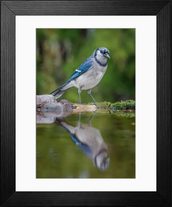 Framed Print : Blue Jay (Cyanocitta cristata) in light rain beside pond, Thornton, Ontario, Canada Framed Print : Blue Jay (Cyanocitta cristata) in light rain beside pond, Thornton, Ontario, Canada
