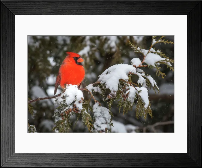 Framed Print : Northern Cardinal (Cardinalis cardinalis) male in winter, Thornton, Ontario, Canada